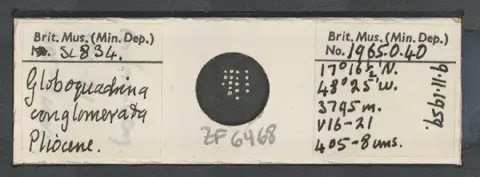 Dokumentasi PM ZF 6468 dengan identifikasi pada sumber Globoquadrina conglomerata. Isi dan label gambar dipertahankan.
