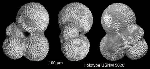 Dokumentasi USNM PR5620 dengan identifikasi pada sumber Globigerina foliata. Isi dan label gambar dipertahankan.