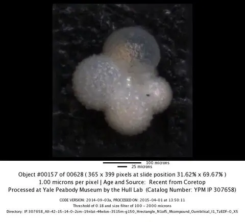 Dokumentasi YPM IP 732361 dengan identifikasi pada sumber Globigerinella calida. Isi dan label gambar dipertahankan.