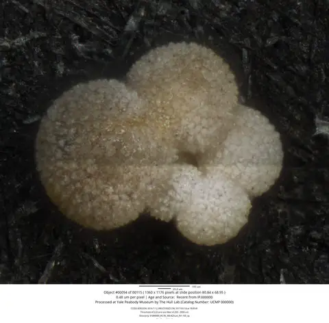 Dokumentasi YPM IP 308843 dengan identifikasi pada sumber Globigerinella siphonifera. Isi dan label gambar dipertahankan.