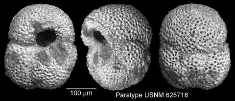 Dokumentasi USNM MO625718 dengan identifikasi pada sumber Globigerinoides bollii. Isi dan label gambar dipertahankan.