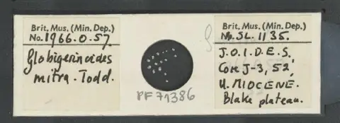 Dokumentasi PM PF 71386 dengan identifikasi pada sumber Globigerinoides mitra. Isi dan label gambar dipertahankan.