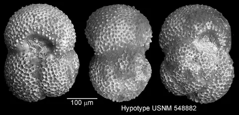 Dokumentasi USNM MO548882 dengan identifikasi pada sumber Globigerinoides subquadratus. Isi dan label gambar dipertahankan.