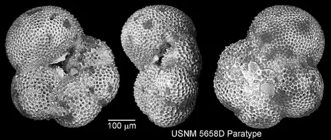 Dokumentasi USNM PR5658D dengan identifikasi pada sumber Globorotaloides variabilis. Isi dan label gambar dipertahankan.