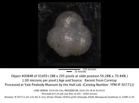Dokumentasi YPM IP 749948 dengan identifikasi pada sumber Globoturborotalita rubescens. Isi dan label gambar dipertahankan.