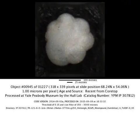 Dokumentasi YPM IP 767674 dengan identifikasi pada sumber Turborotalita humilis. Isi dan label gambar dipertahankan.