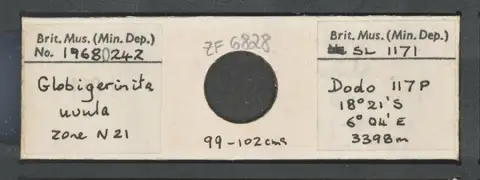 Dokumentasi PM ZF 6828 dengan identifikasi pada sumber Globigerinita uvula. Isi dan label gambar dipertahankan.