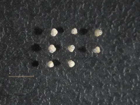 Dokumentasi YPM IP 307902 dengan identifikasi pada sumber Globoconella inflata. Isi dan label gambar dipertahankan.