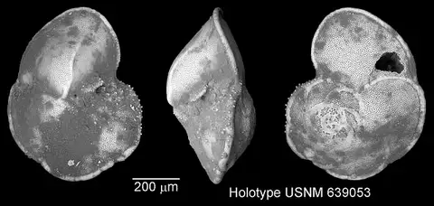Dokumentasi USNM MO639053 dengan identifikasi pada sumber Globorotalia ungulata. Isi dan label gambar dipertahankan.