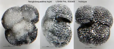 Dokumentasi USNM PAL509369 dengan identifikasi pada sumber Neogloboquadrina inglei. Isi dan label gambar dipertahankan.