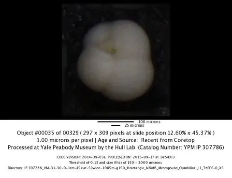 Dokumentasi YPM IP 757210 dengan identifikasi pada sumber Neogloboquadrina pachyderma. Isi dan label gambar dipertahankan.