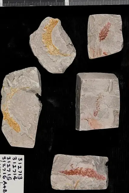 Dokumentasi USNM PAL312713 dengan identifikasi pada sumber Lycopodium cretaceum. Isi dan label gambar dipertahankan.