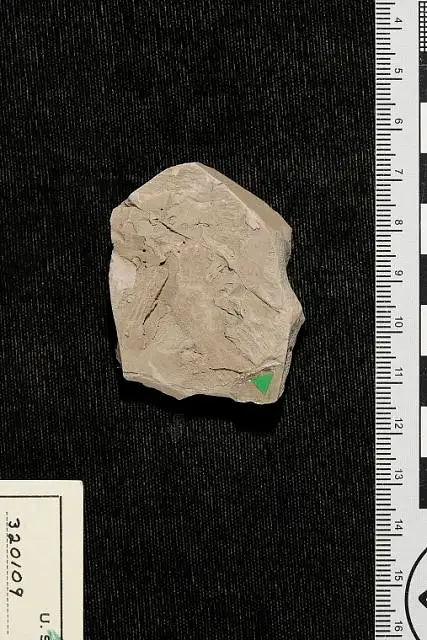 Dokumentasi USNM PAL320109 dengan identifikasi pada sumber Protophyllocladus lobatus. Isi dan label gambar dipertahankan.