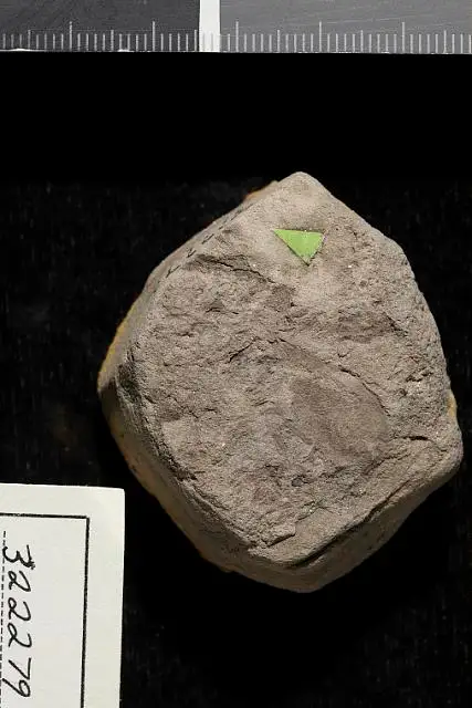 Dokumentasi USNM PAL322279 dengan identifikasi pada sumber Araucaria bladenensis. Isi dan label gambar dipertahankan.