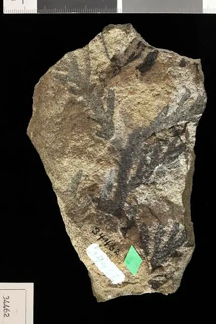 Dokumentasi USNM P34462 dengan identifikasi pada sumber Brachyphyllum macrocarpum. Isi dan label gambar dipertahankan.
