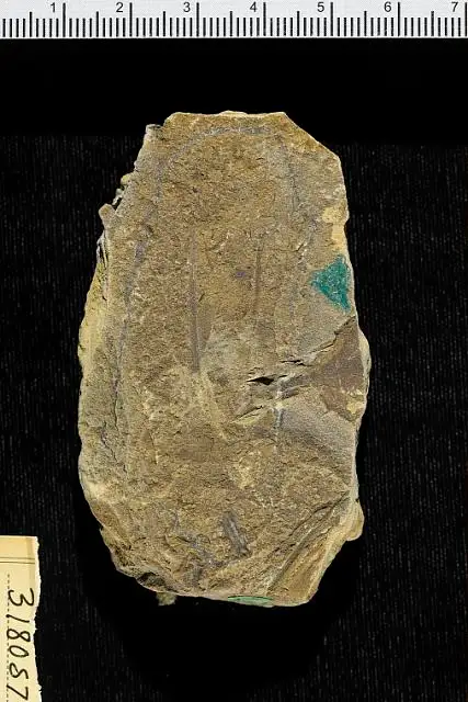 Dokumentasi USNM PAL318057 dengan identifikasi pada sumber Pinus raritanensis. Isi dan label gambar dipertahankan.