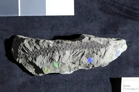 Dokumentasi USNM P31831 dengan identifikasi pada sumber Cunninghamites elegans. Isi dan label gambar dipertahankan.