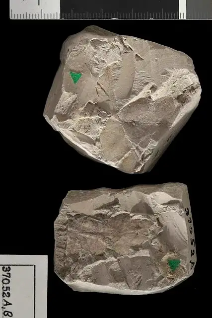 Dokumentasi USNM P37052A dengan identifikasi pada sumber Moriconia americana. Isi dan label gambar dipertahankan.