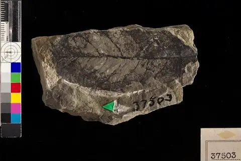 Dokumentasi USNM P37503 dengan identifikasi pada sumber Juglans arctica. Isi dan label gambar dipertahankan.