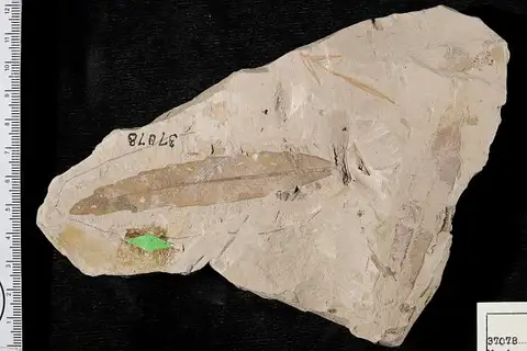 Dokumentasi USNM P37078 dengan identifikasi pada sumber Myrica brittoniana. Isi dan label gambar dipertahankan.