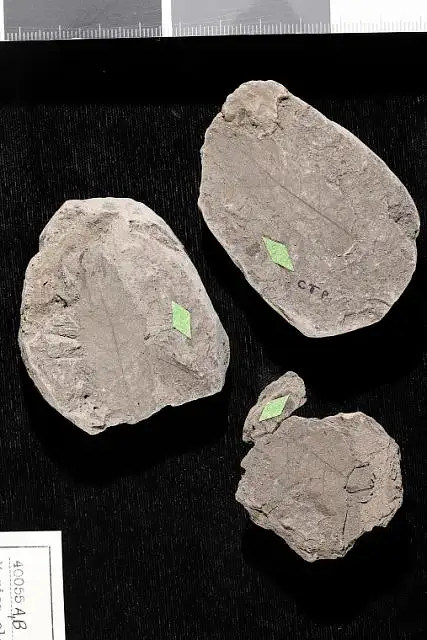 Dokumentasi USNM P40055A dengan identifikasi pada sumber Myrica elegans. Isi dan label gambar dipertahankan.