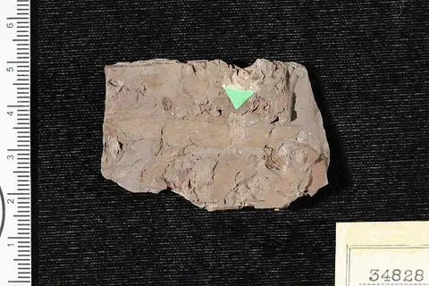 Dokumentasi USNM P34828 dengan identifikasi pada sumber Salix flexuosa. Isi dan label gambar dipertahankan.