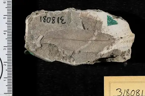Dokumentasi USNM PAL318081 dengan identifikasi pada sumber Salix lesquereuxii. Isi dan label gambar dipertahankan.