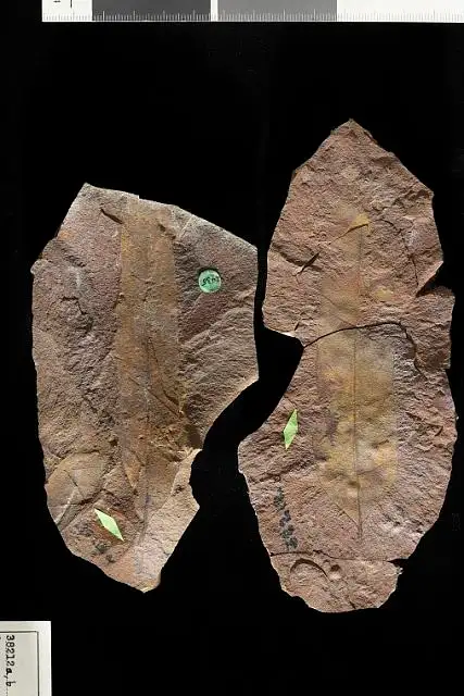 Dokumentasi USNM P38212B dengan identifikasi pada sumber Quercus sumterensis. Isi dan label gambar dipertahankan.
