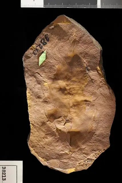 Dokumentasi USNM P38213 dengan identifikasi pada sumber Quercus pseudowestfalica. Isi dan label gambar dipertahankan.