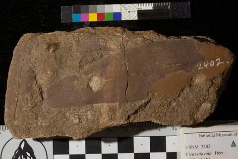 Dokumentasi USNM P2402 dengan identifikasi pada sumber Ficus atavina. Isi dan label gambar dipertahankan.