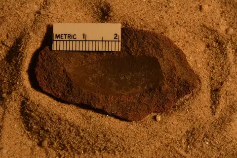 Dokumentasi YPM PB 056637 dengan identifikasi pada sumber Proteoides lancifolius. Isi dan label gambar dipertahankan.
