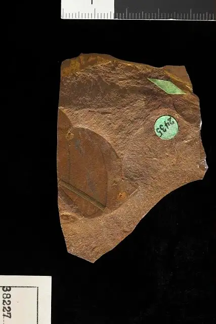 Dokumentasi USNM P38227 dengan identifikasi pada sumber Crotonophyllum panduraeformis. Isi dan label gambar dipertahankan.