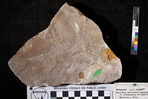 Dokumentasi USNM P2089 dengan identifikasi pada sumber Sapindus morrisoni. Isi dan label gambar dipertahankan.