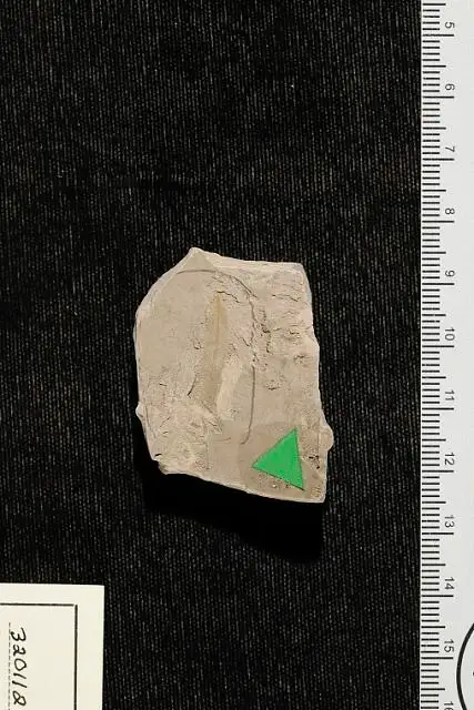 Dokumentasi USNM PAL320112 dengan identifikasi pada sumber Pachystima cretacea. Isi dan label gambar dipertahankan.
