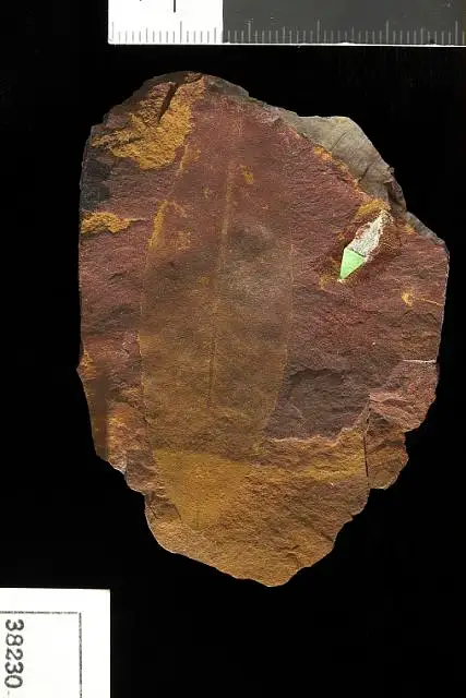 Dokumentasi USNM P38230 dengan identifikasi pada sumber Celastrophyllum elegans. Isi dan label gambar dipertahankan.