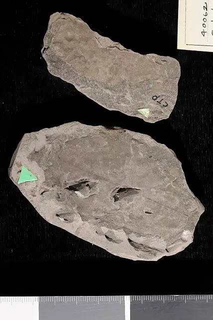 Dokumentasi USNM P40062 dengan identifikasi pada sumber Celastrophyllum crenatum. Isi dan label gambar dipertahankan.