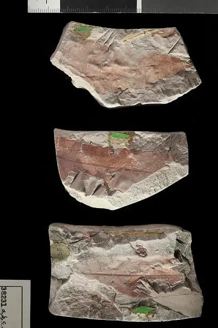 Dokumentasi USNM P38231A dengan identifikasi pada sumber Celastrophyllum carolinensis. Isi dan label gambar dipertahankan.