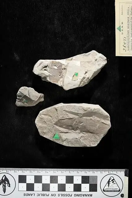 Dokumentasi USNM P38471 dengan identifikasi pada sumber Laurophyllum elegans. Isi dan label gambar dipertahankan.