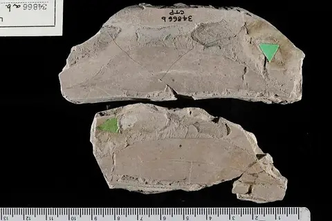 Dokumentasi USNM P34866 dengan identifikasi pada sumber Laurophyllum nervillosum. Isi dan label gambar dipertahankan.