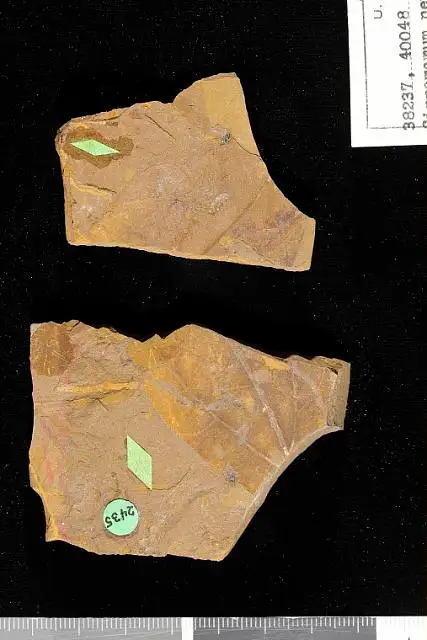 Dokumentasi USNM P38237 dengan identifikasi pada sumber Cinnamomum newberryi. Isi dan label gambar dipertahankan.