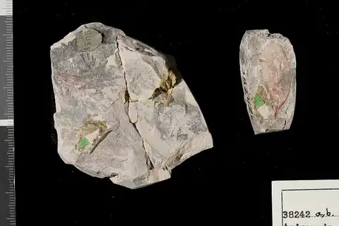 Dokumentasi USNM P38242B dengan identifikasi pada sumber Andromeda novaecaesareae. Isi dan label gambar dipertahankan.
