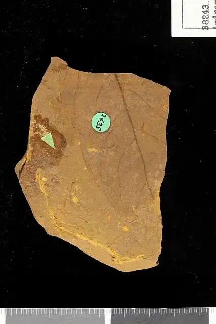Dokumentasi USNM P38243 dengan identifikasi pada sumber Andromeda grandifolia. Isi dan label gambar dipertahankan.