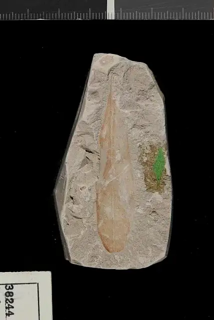 Dokumentasi USNM P38244 dengan identifikasi pada sumber Andromeda euphorbiophylloides. Isi dan label gambar dipertahankan.