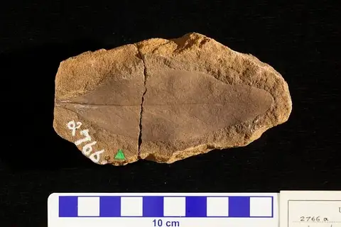 Dokumentasi USNM P2766A dengan identifikasi pada sumber Andromeda parlatorii. Isi dan label gambar dipertahankan.