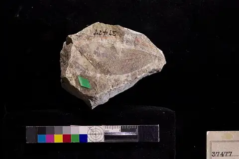 Dokumentasi USNM P37477 dengan identifikasi pada sumber Myrsine gaudini. Isi dan label gambar dipertahankan.