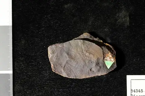 Dokumentasi USNM P34345 dengan identifikasi pada sumber Diospyros primaeva. Isi dan label gambar dipertahankan.