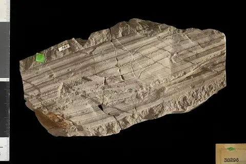 Dokumentasi USNM P38296 dengan identifikasi pada sumber Thrinax eocenica. Isi dan label gambar dipertahankan.