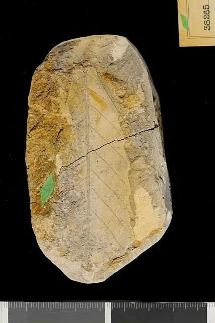Dokumentasi USNM P38265 dengan identifikasi pada sumber Castanea claibornensis. Isi dan label gambar dipertahankan.