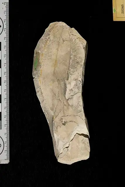 Dokumentasi USNM P38348 dengan identifikasi pada sumber Ficus claibornensis. Isi dan label gambar dipertahankan.