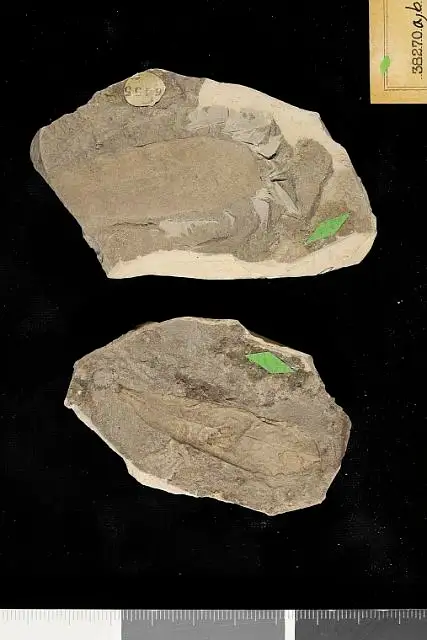 Dokumentasi USNM P38270A dengan identifikasi pada sumber Dodonaea viscosoides. Isi dan label gambar dipertahankan.